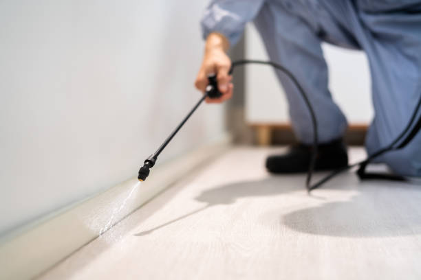 Licensed Wasp Removal service in Bliss Corner, MA - Show Me Pest Control